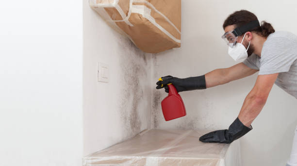 Professional Black Mold Removal technician working in Chatham, NJ