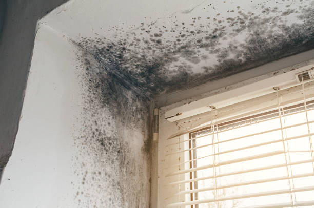 Trusted Black Mold Removal service in Chatham, NJ - Cheap Mold Removal